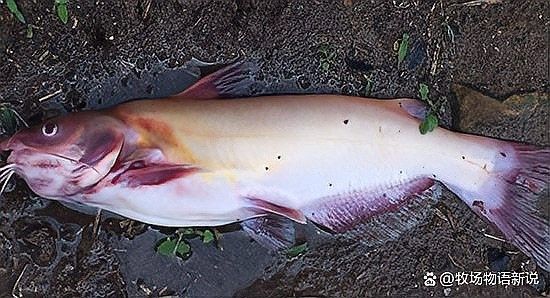 龍魚出血病多久會死亡：龍魚出血病的死亡時間