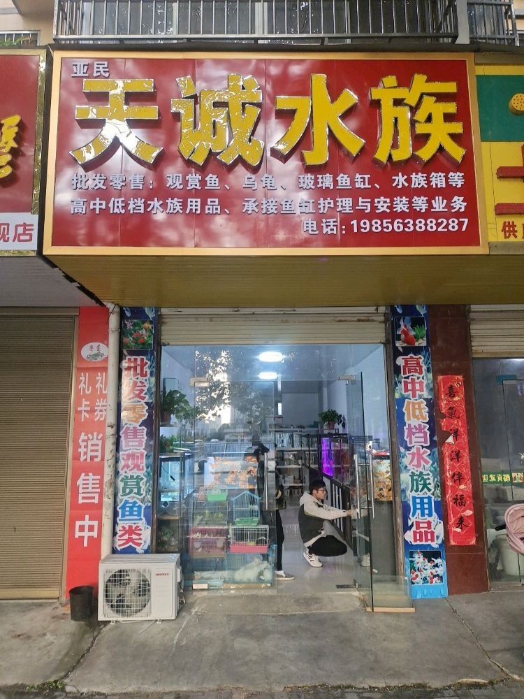 如何挑選紅龍魚苗，如何挑選紅龍魚幼苗