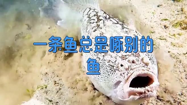 如何預(yù)防飛鳳魚被其他魚攻擊？：飛鳳魚與飛鳳魚混養(yǎng)全攻略,龍魚與飛鳳混養(yǎng)全攻略