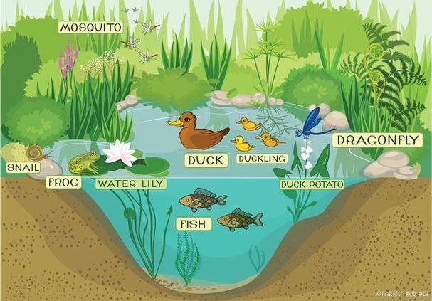如何預(yù)防飛鳳魚被其他魚攻擊？：飛鳳魚與飛鳳魚混養(yǎng)全攻略,龍魚與飛鳳混養(yǎng)全攻略