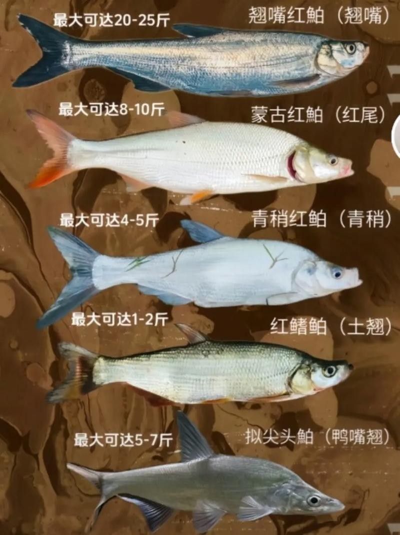 金龍魚翹嘴有哪些等級：如何區(qū)分金龍魚翹嘴的等級