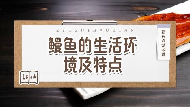 能詳細介紹一下金色海鰻嗎？：金色海鰻捕撈過程 能詳細介紹一下金色海鰻嗎？：金色海鰻捕撈過程 龍魚百科 第2張