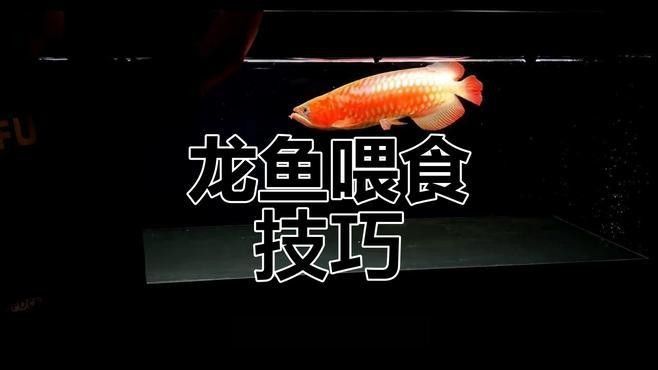 龍魚的最佳喂食時間：龍魚的最佳喂食時間需根據其生長階段和體長進行調整