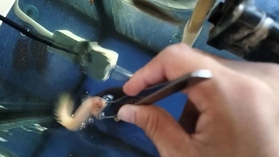 給我更多白化金恐龍魚圖片：\