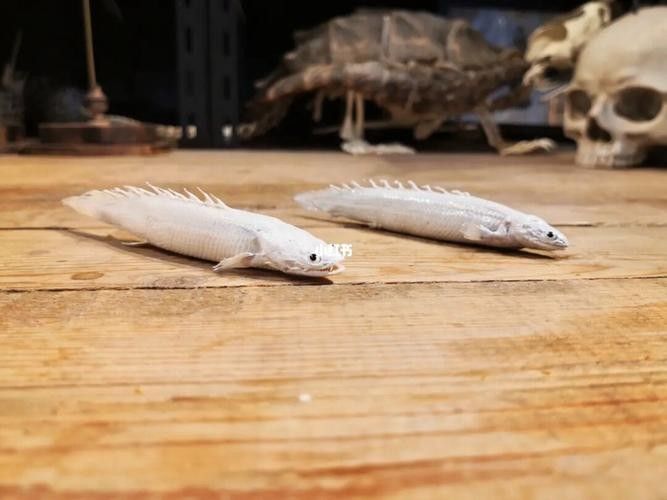 給我更多白化金恐龍魚圖片：\