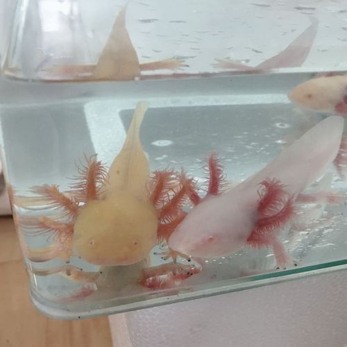 給我更多白化金恐龍魚圖片：\
