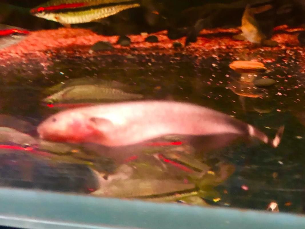 給我更多白化金恐龍魚圖片：\