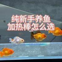 90缸養龍魚需要多大的加熱棒？：90缸養龍魚加熱棒怎么選