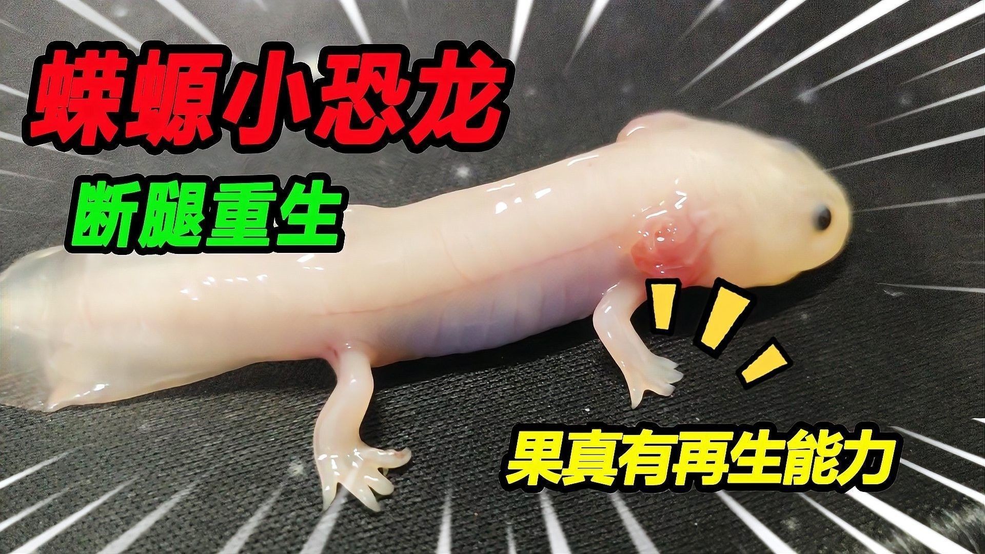 如何模擬六角龍魚的繁殖環(huán)境：佩特汪，六角恐龍魚怎么養(yǎng)