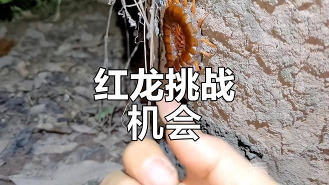 紅龍蜈蚣的毒性有多強？：中國最大蜈蚣有多大 紅龍蜈蚣的毒性有多強？：中國最大蜈蚣有多大 龍魚百科 第1張