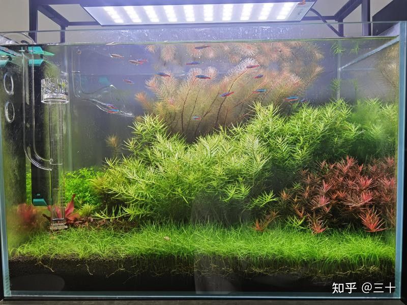 如何設置混養魚缸的造景與分區？：水族造景教學，適合初學者入門