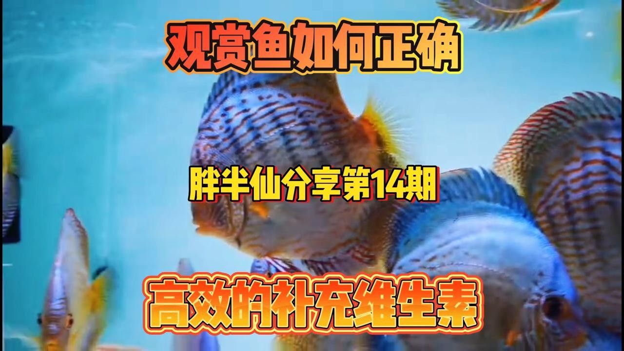 龍魚驅(qū)蟲后需要特別護(hù)理嗎，如何判斷龍魚驅(qū)蟲后是否成功？