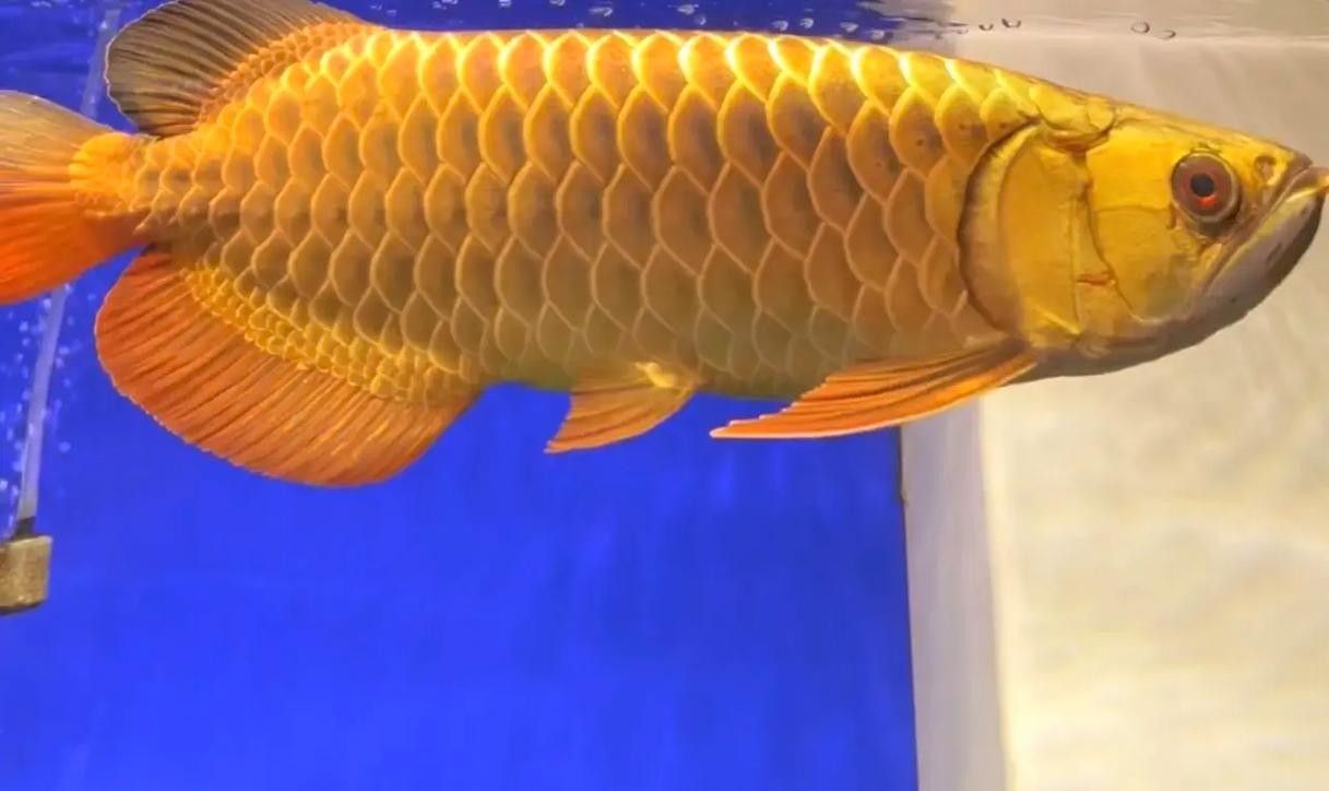 給我一些神龍魚的高清圖片：神龍魚（龍魚）