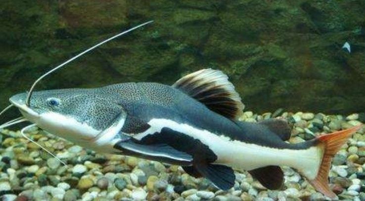 有哪些水草適合與貓魚混養？：貓魚與水草混養