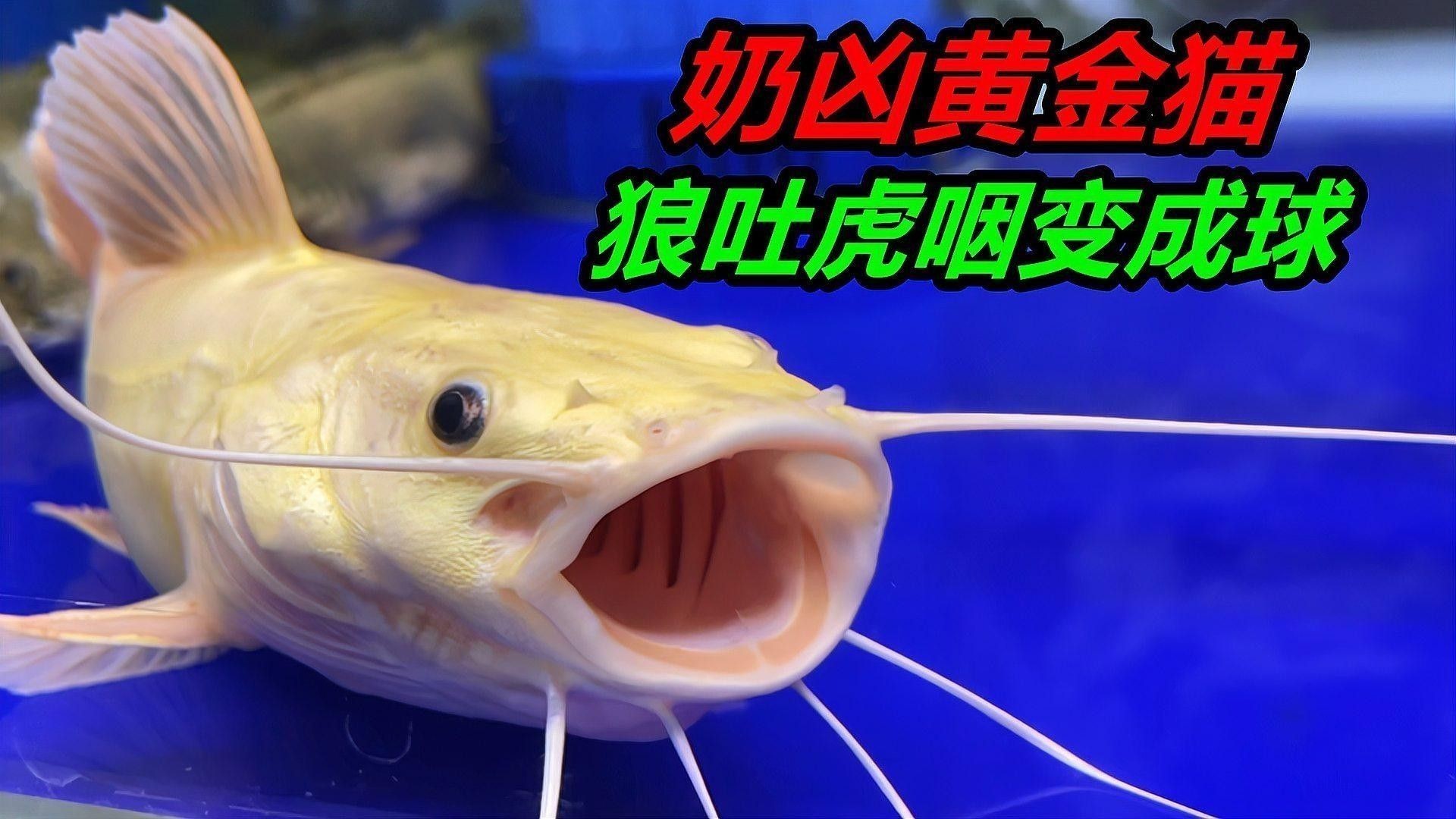有哪些水草適合與貓魚混養？：貓魚與水草混養
