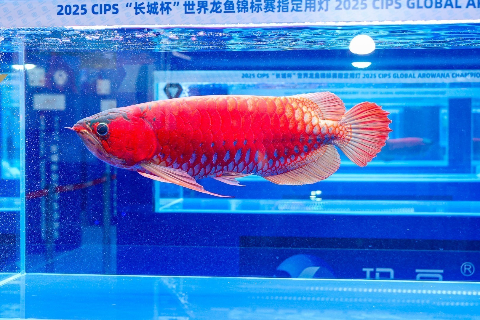 2025 長城杯世界龍虎魟魚錦標賽（全場總冠軍）：2025長城杯世界龍虎魟魚錦標賽全場總冠軍