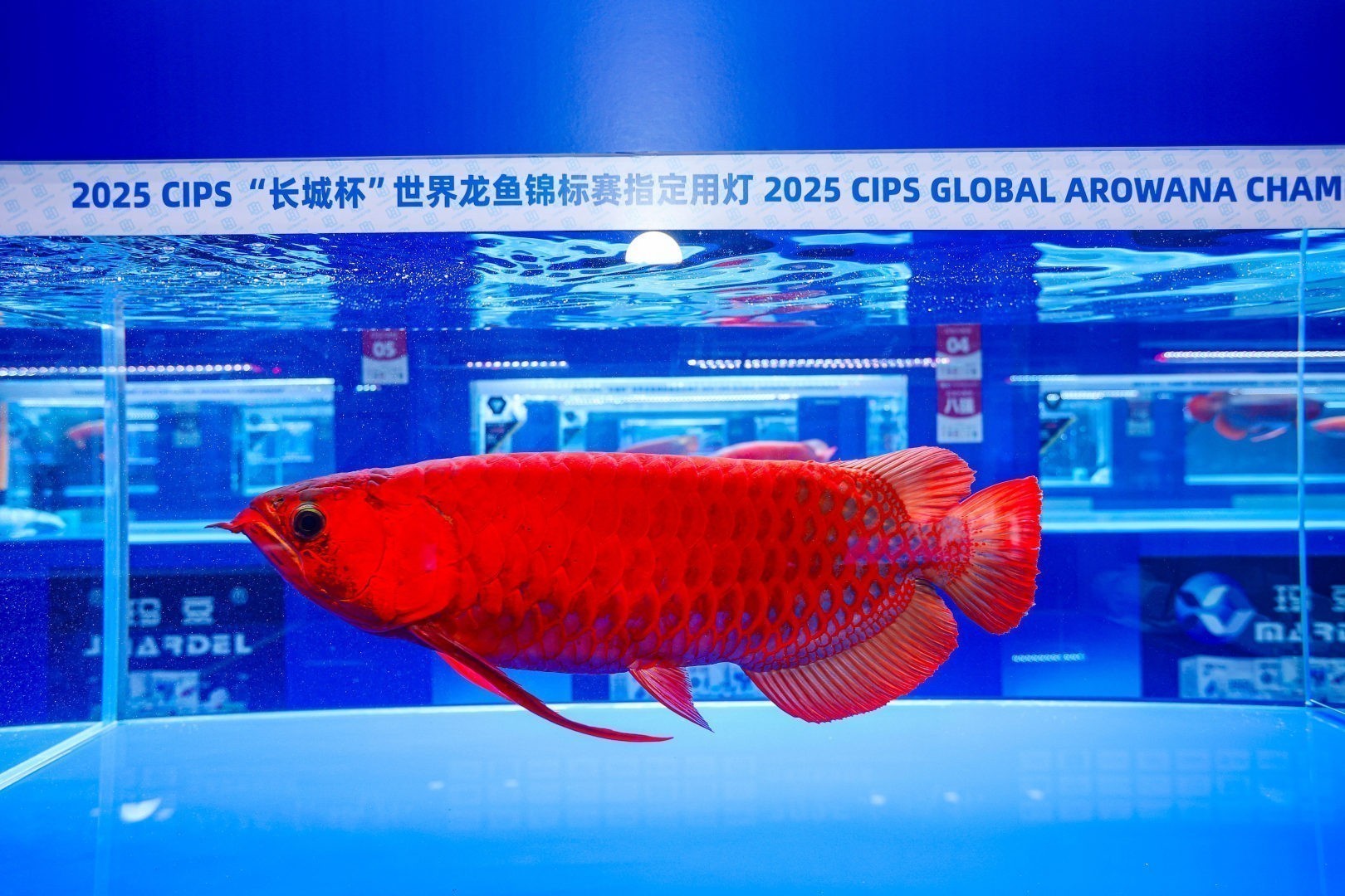 2025 長城杯世界龍虎魟魚錦標賽（紅龍魚超大魚組冠軍亞軍季軍）：2025長城杯世界龍虎魟魚錦標賽