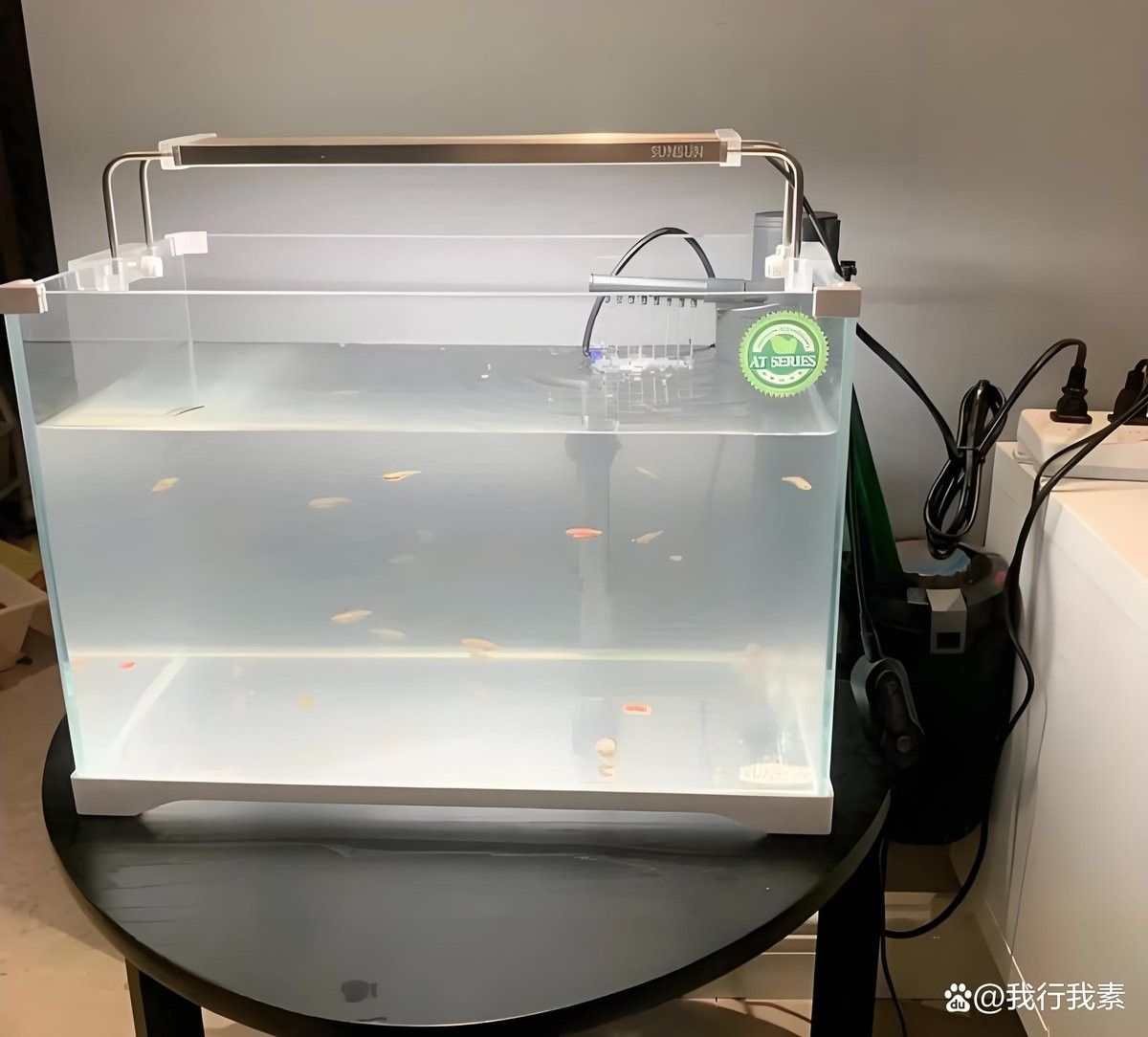 龍魚缸水發白，需要多久才能恢復：魚缸水體發白怎么辦 龍魚缸水發白，需要多久才能恢復：魚缸水體發白怎么辦 龍魚百科 第8張