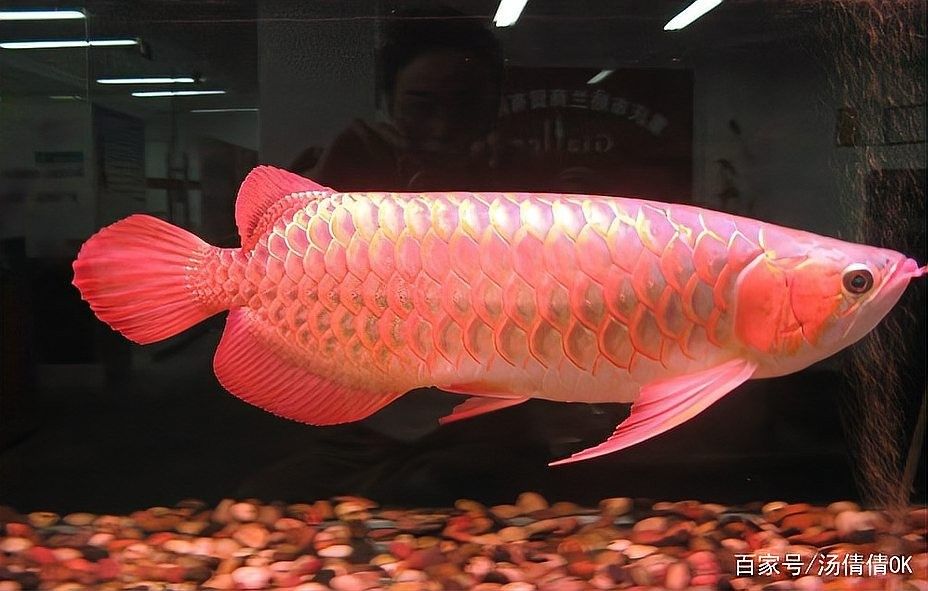 神龍魚的市場價格是多少：20-30公分龍魚飼養技巧與注意事項