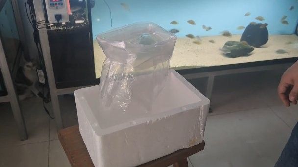 如何判斷龍魚是否適合打包發貨：判斷龍魚是否適合打包發貨需綜合評估以下關鍵因素