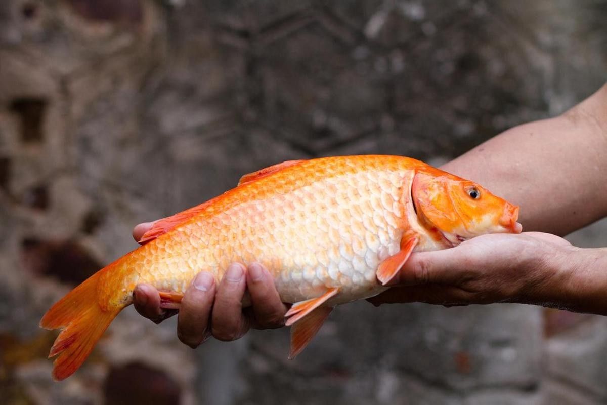 假龍魚的最佳垂釣時間：假龍魚最佳垂釣時間