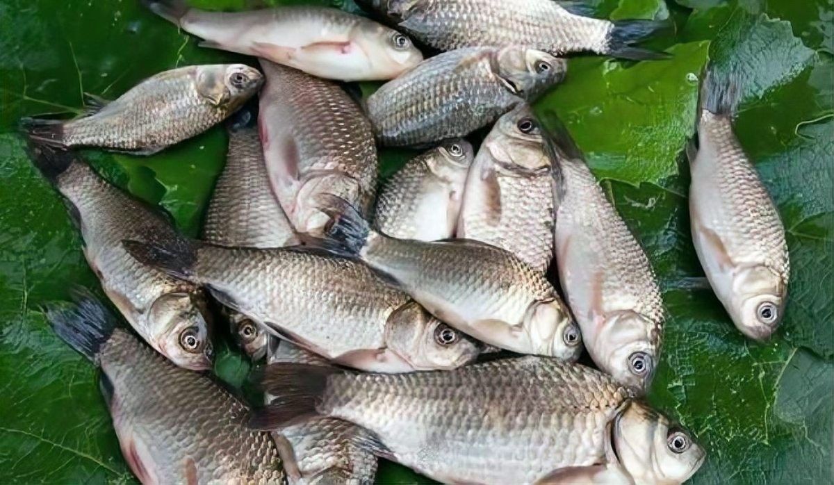 假龍魚的最佳垂釣時間：假龍魚最佳垂釣時間