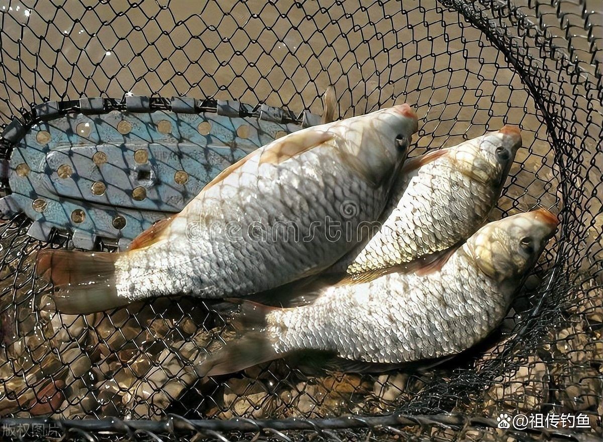 假龍魚的最佳垂釣時間：假龍魚最佳垂釣時間