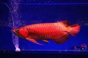 純血紅龍魚需要多大的過濾系統：紅龍魚的飼養技巧