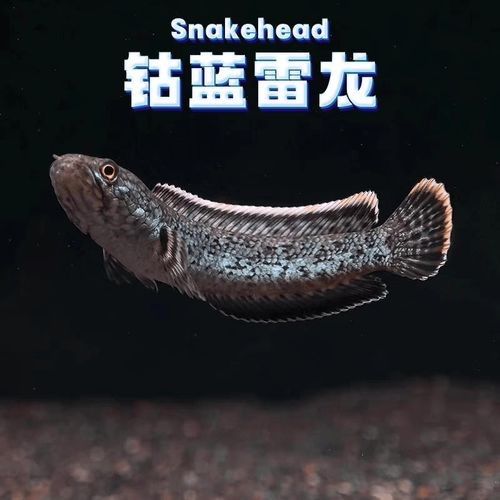 鈷藍雷龍魚的市場價格是多少：鈷藍雷龍魚價格