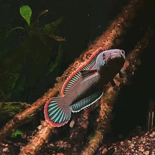 鈷藍雷龍魚的市場價格是多少：鈷藍雷龍魚價格