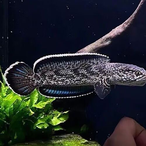 鈷藍雷龍魚的市場價格是多少：鈷藍雷龍魚價格