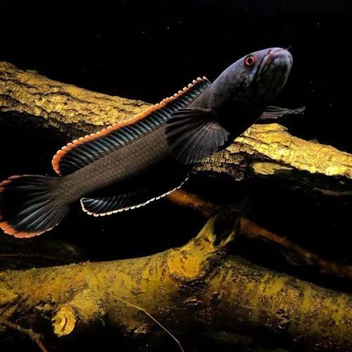 鈷藍雷龍魚的市場價格是多少：鈷藍雷龍魚價格