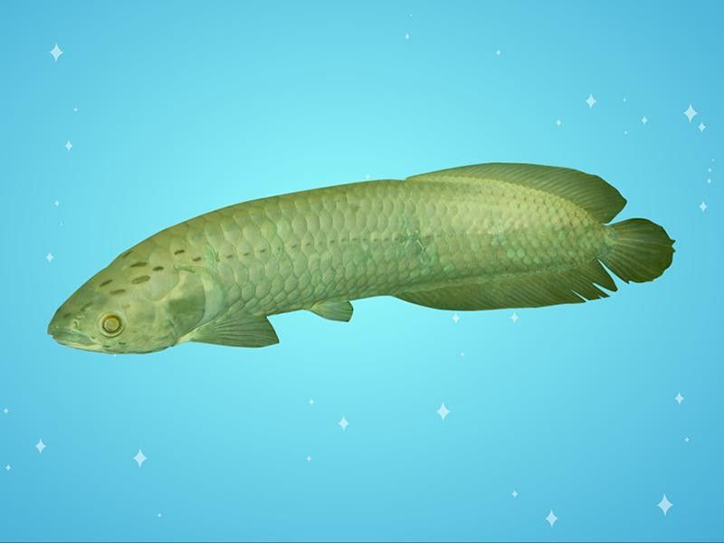介紹一下非洲龍魚的特點：非洲龍魚的基本特性 介紹一下非洲龍魚的特點：非洲龍魚的基本特性 龍魚百科 第1張