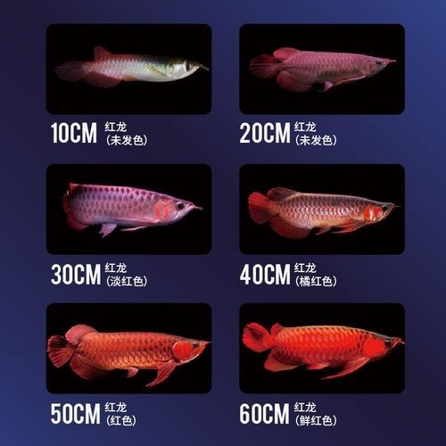 紅龍魚哪個品牌最好：星馬泰金龍紅龍魚活體熱帶魚觀賞魚觀賞魚收藏級特選