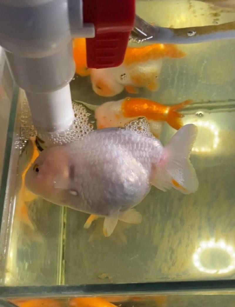 金龍魚爬背失敗后還能恢復(fù)嗎：金龍魚爬背失敗后的恢復(fù)可能性需結(jié)合具體原因分析