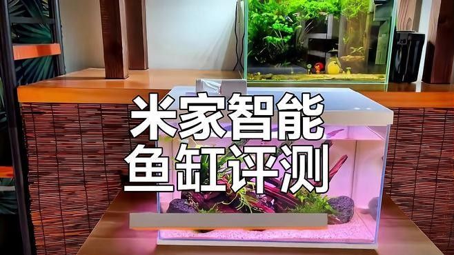 森森和西龍哪個更智能：森森和西龍在智能產品領域的表現各有側重 森森和西龍哪個更智能：森森和西龍在智能產品領域的表現各有側重 龍魚百科 第2張
