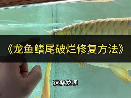 龍魚鰭芽增生需要多長時間：揭秘!魚鰭斷裂,龍魚能否奇跡般再生