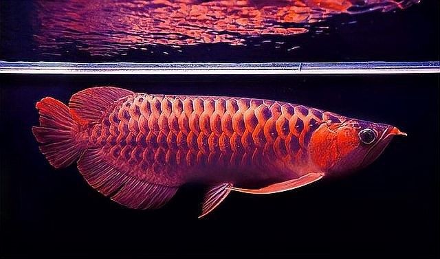 如何判斷魚缸是否處于財位：判斷魚缸是否處于財位、房屋坐向及個人命理綜合考量
