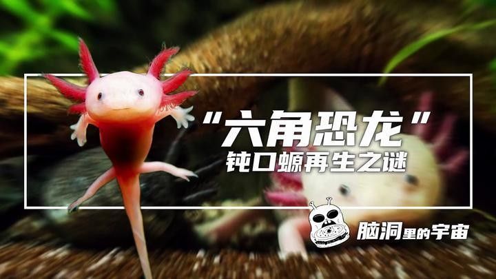 如何預防六角龍魚鰓部潰爛？：“六角恐龍”鈍口螈再生之謎腦洞里的宇宙