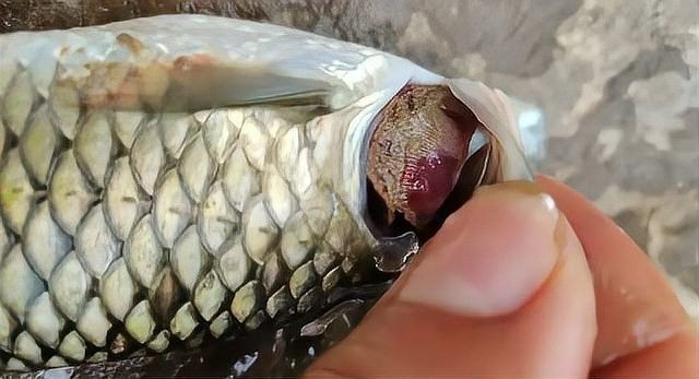 如何預防六角龍魚鰓部潰爛？：“六角恐龍”鈍口螈再生之謎腦洞里的宇宙