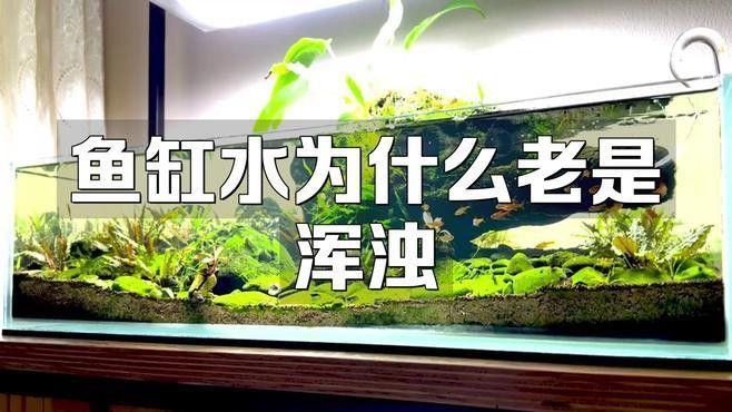 如何判斷龍魚缸水渾濁類型：魚缸水為什么老是渾濁 如何判斷龍魚缸水渾濁類型：魚缸水為什么老是渾濁 龍魚百科 第1張