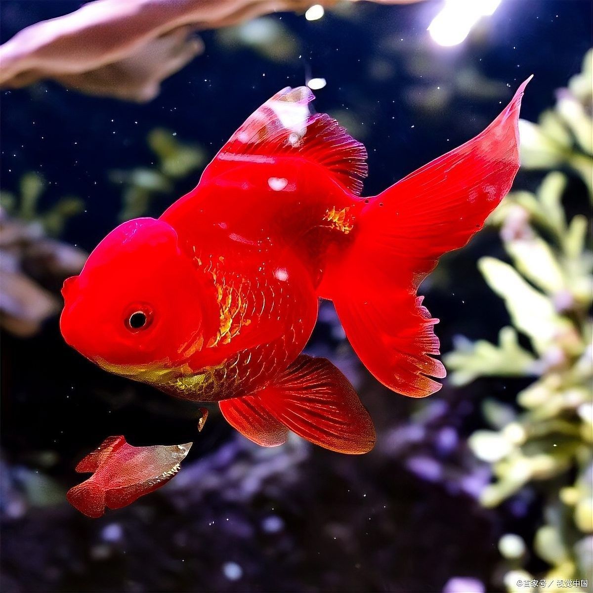 如何判斷龍魚缸水渾濁類型：魚缸水為什么老是渾濁 如何判斷龍魚缸水渾濁類型：魚缸水為什么老是渾濁 龍魚百科 第6張
