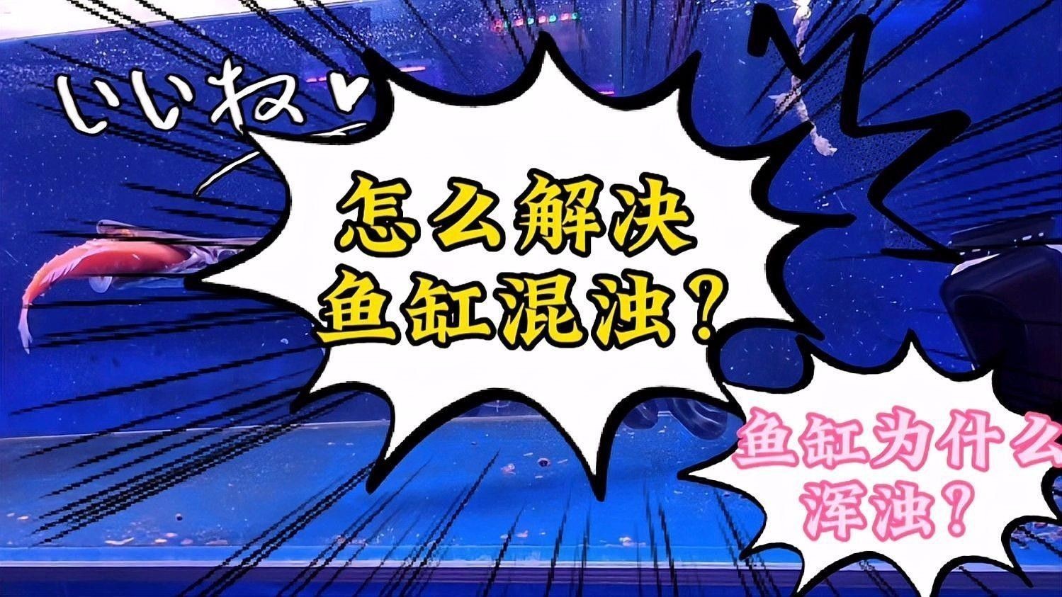 如何判斷龍魚缸水渾濁類型：魚缸水為什么老是渾濁 如何判斷龍魚缸水渾濁類型：魚缸水為什么老是渾濁 龍魚百科 第5張