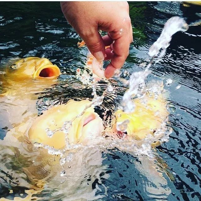 如何判斷龍魚缸水渾濁類型：魚缸水為什么老是渾濁 如何判斷龍魚缸水渾濁類型：魚缸水為什么老是渾濁 龍魚百科 第8張