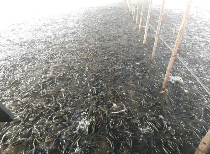 黑龍魚繁殖時需要哪些條件？：黑龍魚怎么繁殖