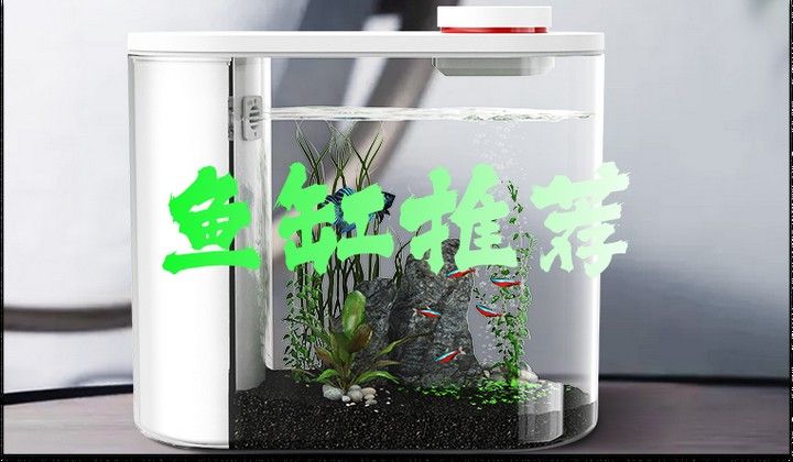 森森和漢霸哪個更值得購買：新手養魚不知道魚缸怎么選看完視頻就懂了 森森和漢霸哪個更值得購買：新手養魚不知道魚缸怎么選看完視頻就懂了 龍魚百科 第11張