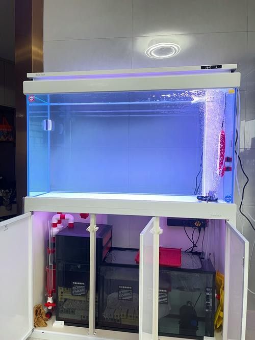 森森和漢霸哪個更值得購買：新手養魚不知道魚缸怎么選看完視頻就懂了 森森和漢霸哪個更值得購買：新手養魚不知道魚缸怎么選看完視頻就懂了 龍魚百科 第5張
