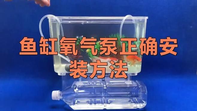 如何設置混養環境的氧氣泵？：小型魚缸氧氣泵怎么選