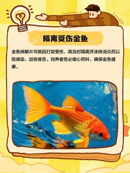 金龍魚鱗片松動會自愈嗎？：金龍魚鱗片松動能否自愈 金龍魚鱗片松動會自愈嗎？：金龍魚鱗片松動能否自愈 龍魚百科 第4張