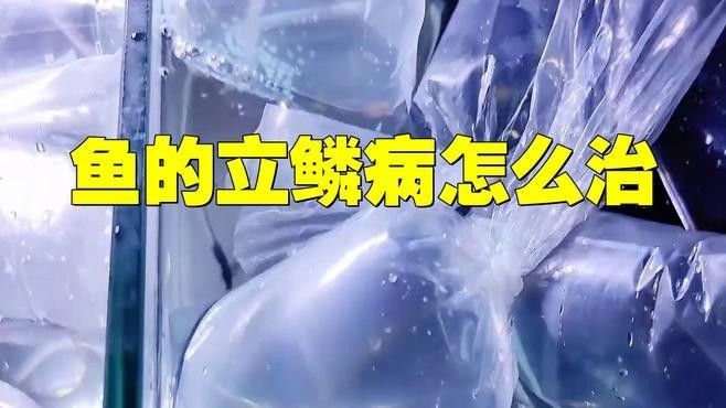 金龍魚鱗片松動會自愈嗎？：金龍魚鱗片松動能否自愈 金龍魚鱗片松動會自愈嗎？：金龍魚鱗片松動能否自愈 龍魚百科 第3張